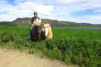 Enjoy riding Tölt on great riding paths around Reykjavik area. We ride on beaches, along lakes and over hills and mountains. 