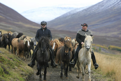 Imagine hundreds of horses coming down the hill from their highland summer pastures in full gallop to be sorted and reclaimed by their owners. Imagine Northern Lights dancing over the night sky in the remote highland – far away from any light pollution. The ancient tradition of rounding up the livestock is kept alive in Iceland and truly an experience of a lifetime. Join our local partners Ingólfur and Unnur Erla and be one of the group to herd and sort the animals